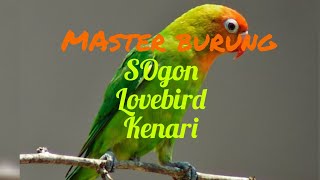 MASTERAN BURUNG SOGON MATERI MEWAH LOVBIRD SAMBUNG KENARI