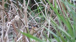 Least Bittern