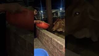 Feeding Cow’s | गाउ माता #shorts #trendingshorts #love #cow #radhekrishna #viralvideo #youtubeshorts