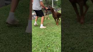 Dobermann europeu 🇷🇺🇧🇷🔥#cãodeguarda #dobermann #doglover #dobermantraining #funk #dogueiros #remix