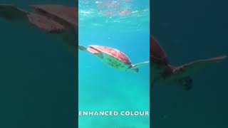 DJI ACTION 3 UNDERWATER TEST #djiaction3 #turtle #snorkeling