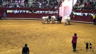 3 Toros para la Flecha (Jueves). Encierro por YoTaurino.net