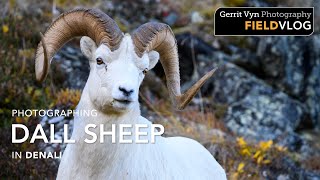 Photographing Dall Sheep in Denali