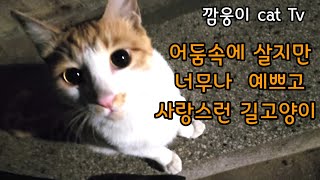 어둠속에 살지만 너무나 예쁘고 사랑스런 길고양이