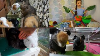 Morning Pet Routine | Guinea Pig Herd, Skinny Pigs & Bunnies!