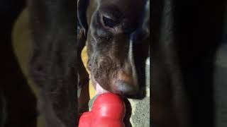 korra doing ASMR with her peanut butter filled toy #dog