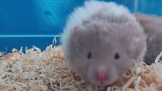 Choco Banded Teddy Bear Hamsters