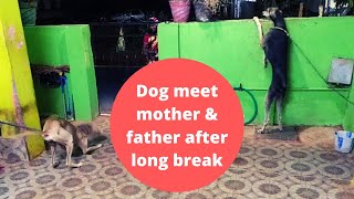 dog meet mother & father after long break| #dogs #dog #chippiparai #doglover  #funnydogs #doglove