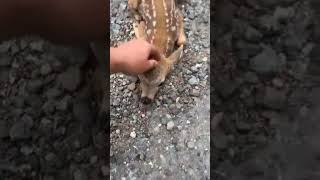 Friendly Fawn Comes By For Head Scratches