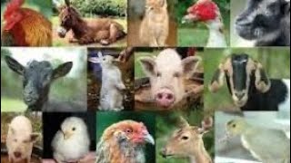 Pets on the farm. Cute animals on the farm. Animal voices