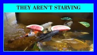 Episode 68 - How Often Should You Feed Your Fish? (And How Much Food?) Aquarium Feeding Tips.