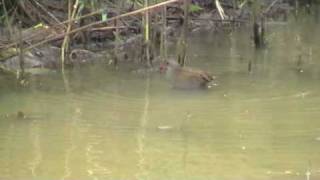 Râle d'eau (Rallus aquaticus)