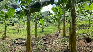 LAS FUENTES DE POTASIO (K) MÁS UTILIZADAS EN PLATANO.