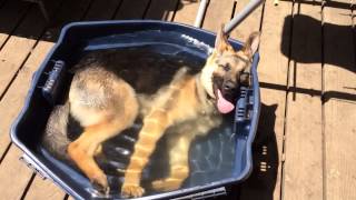 German Shepherd Dog Lazy Summer Afternoon Bath