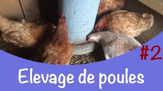 Elevage de poules # 2│ L'alimentation