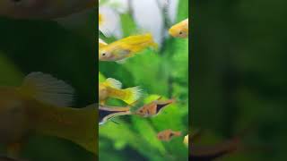 Gold guppy fish #aquarium #fish #guppy #guppyfish