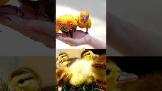 cute bird short video | viral short video | animal shorts | #funnyshorts #bird #viralreels