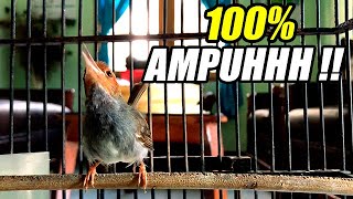 SUARA PRENJAK KEPALA MERAH GACOR DOR KOWOR2 | 100% AMPUH BUAT PANCINGAN