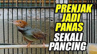 Prenjak Gacor Suara mantul Di Dengar 💯% BIKIN PRENJAK ANDA JADI FULLLL GACORRRRR , COBA SAJA !!!