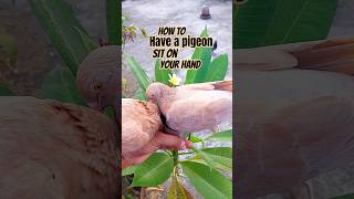 How to Have a Pigeon Sit on Your Hand #pigeon #pets