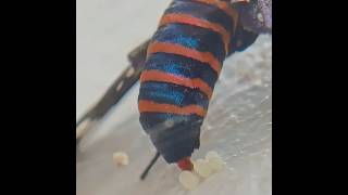 Sandalwood Defoliator(Amata passalis)laying eggs #eggs #macro