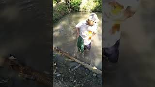 Tangkap Ikan Mas Jumbo🐟#shorts #ikanmas #viralvideo