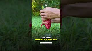 Siapa sangka tanaman ini punya manfaat luar biasa untuk rambut? 🌱 | Zingiber zerumbet | Lempuyang