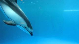 Pacific White-Sided Dolphins