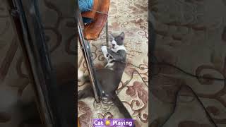 CAT 🐱 PLAYING 😸So Adorable #catlover #catvideos #catplaying #shortvideo