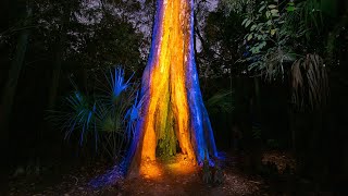 Light Painting at Hillsborough River State Park, Light Painting Vlog 57