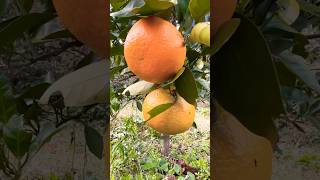 They are ripe 【熟している】#mandarin #みかん#fruit #garden #shorts