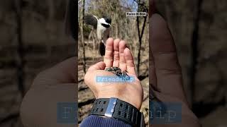 Friendship with birds. #unconditionallove #shortsyoutube #viralshort #shorts #birdslover #nature