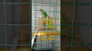 Lovebird mau bertelor(4)