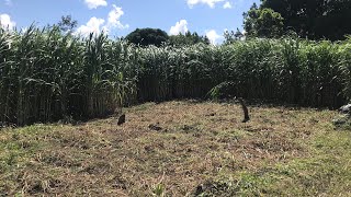 O QUE FAZER PARA DESCANSAR OS PIQUETES PARA O TEMPO SECO,