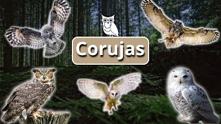 Corujas: Símbolo da Sabedoria e do Mistério!