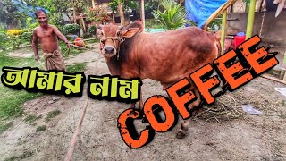 দেশাল গরু কফি নিয়ে কথাবার্তা || Purbasha Agro