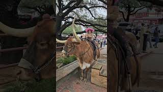 Texas longhorn cow ride #cowboys