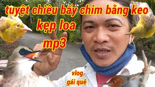 Tuyệt Chiêu Bẩy Chim Bằng Keo Kẹp Loa Mp3 Bẩy Chim Trao Trảo Mặt Trắng.Chim Sâu Đầu Đỏ.Chim Hút Mật