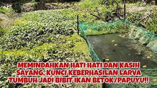 CARA MEMINDAHKAN LARVA IKAN BETOK/PAPUYU DIJAMIN PASTI AMAN SAMPAI JADI BIBIT!!!