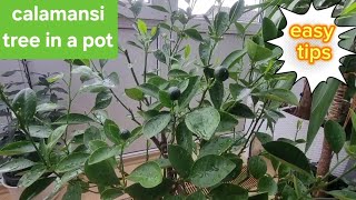 how to care calamansi tree in a pot in germany to live longer and healthy / easy tips