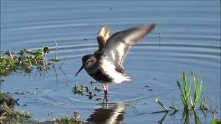 Kärrsnäppa /Dunlin