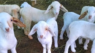 Pure Bandur Sheep Kids