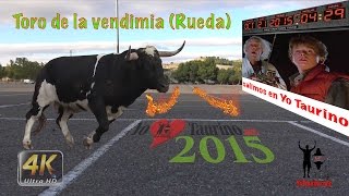 REGRESO AL TORO DE LA VENDIMIA