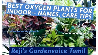 Best Oxygen Plants for indoor | Wecritic | Tamil | Amma started a separate channel |