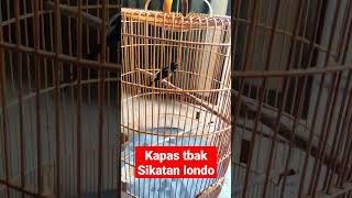 murai batu isian kapas tembak sikatan londo