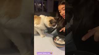 Hungry Cat 😸😆❤️| Cat Wants  Food #catshorts #cat #catlover #cutecat #catvideos #funny #shortvideo