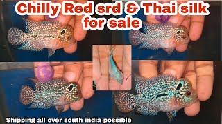 Chilly Red SRD & Thai silk 💕 for sale | Future Monsterkok 🔥| @aquapetsfarmtamil4785