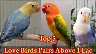 African Love Birds | Love Birds Business In Pakistan | Love Birds Farming | Khan Birds Collection