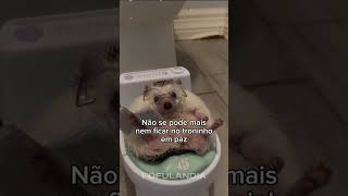 #animaisfofos #animais #animals #cuteanimals #animal #fofo #funny #funnyanimals #animaisengraçados