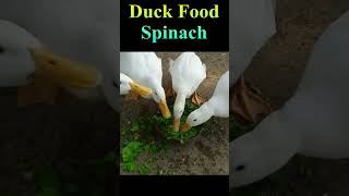 Duck Food Spinach #Viral #Shorts